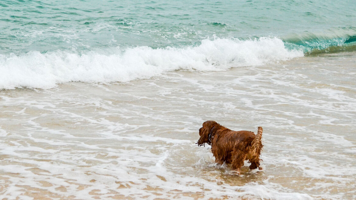 Σκύλος: Τι επιτρέπεται και τι απαγορεύεται στη θάλασσα και την παραλία