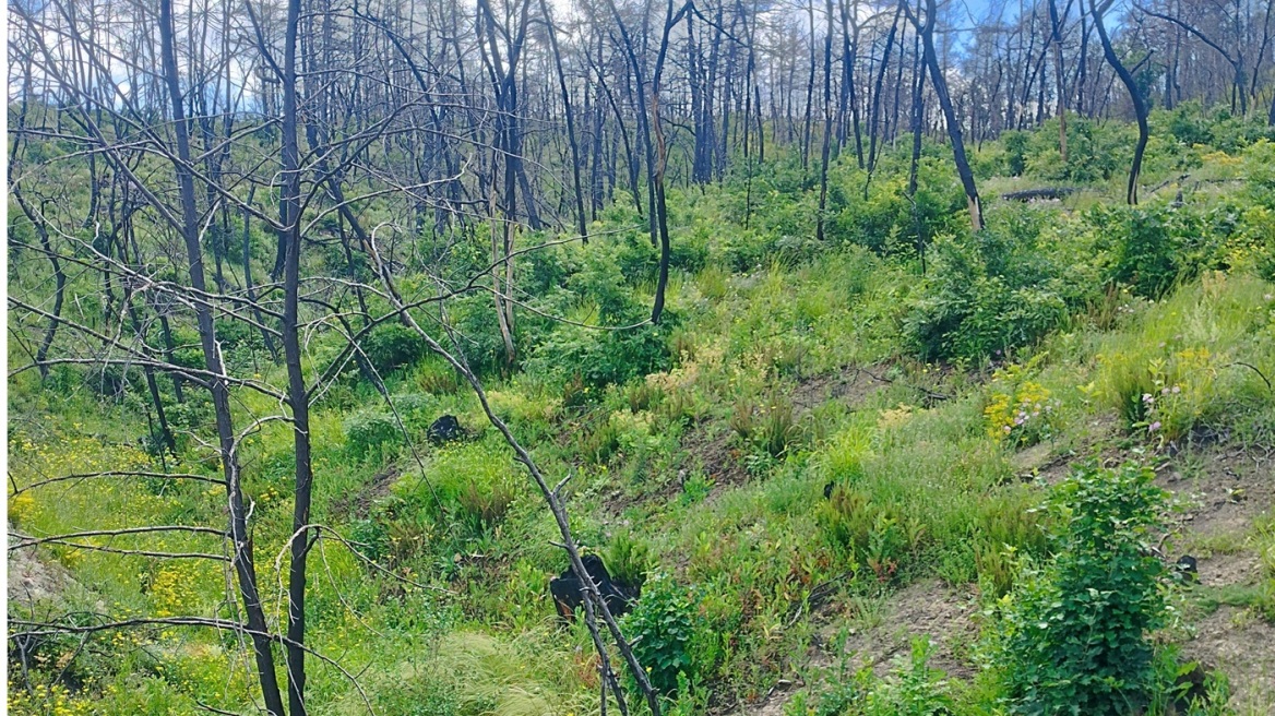 Την υγεία όλων των ελληνικών δασών χαρτογραφούν επιστήμονες στο ΑΠΘ