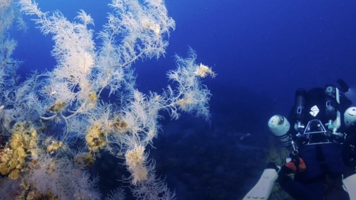 Η Ελλάδα θωρακίζει με απόφαση του υπουργείου Περιβάλλοντος αποικίες κοραλλιών στο Βόρειο Αιγαίο