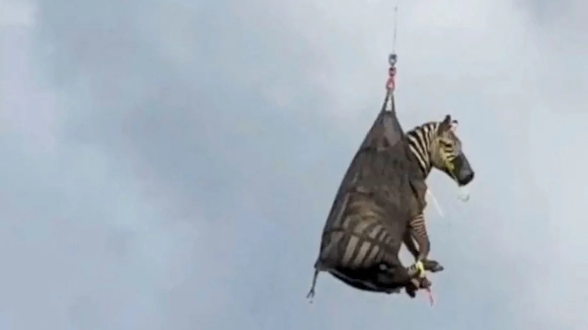 Ζέβρα που είχε δραπετεύσει από τον ιδιοκτήτη της για πάνω από μία εβδομάδα εντοπίστηκε στο Τενεσί - Δείτε βίντεο