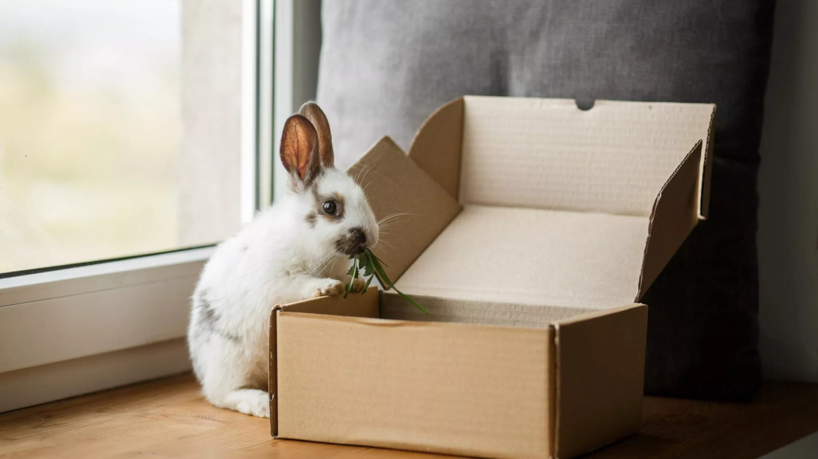 Υιοθετήσατε ένα κουνέλι; Δείτε τι πρέπει να κάνετε για να είναι υγιές και χαρούμενο
