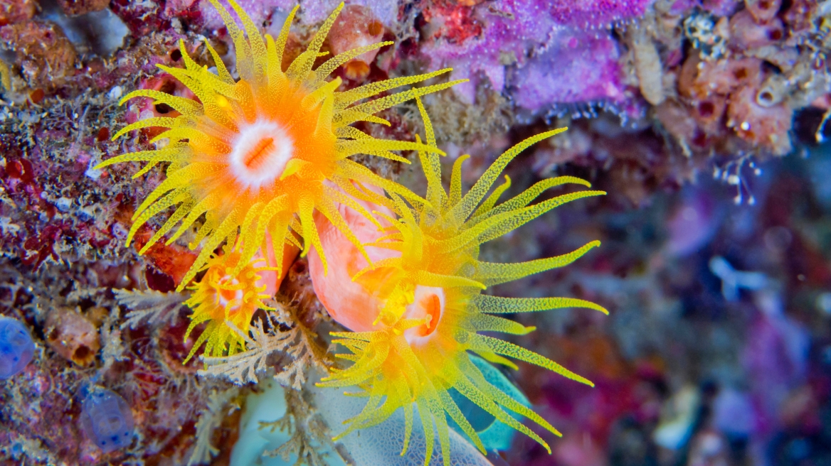 Στο νοσοκομείο παιδιά μετά από τσίμπημα θαλάσσιας ανεμώνης στα Χανιά
