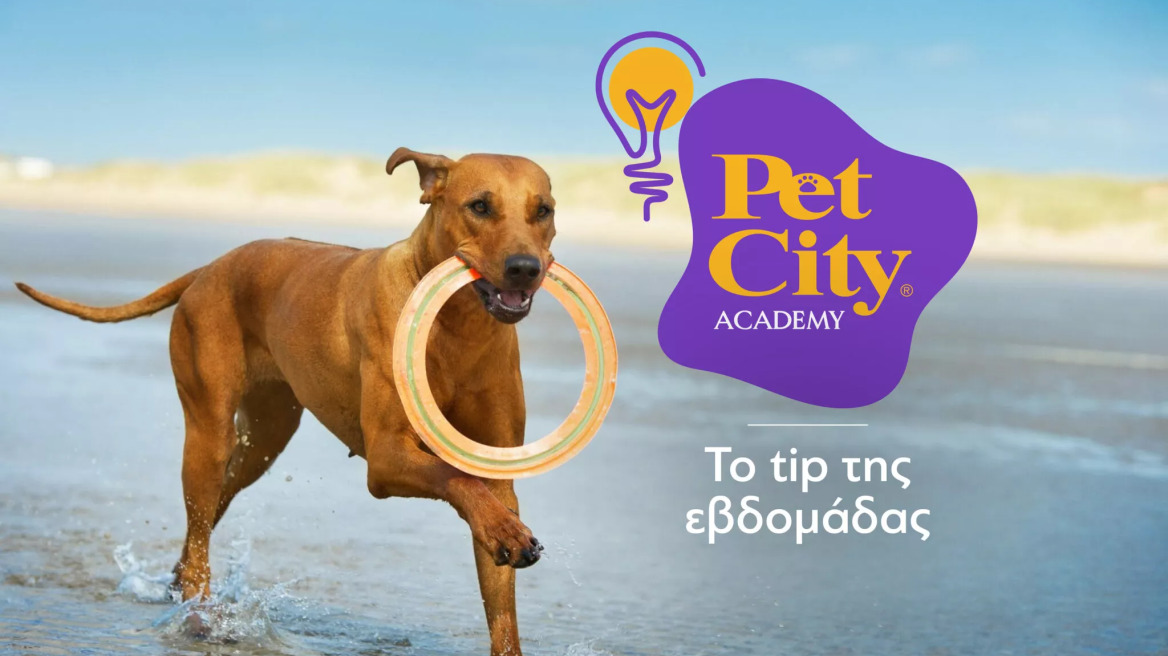 Πώς να διασκεδάσετε το καλοκαίρι με τον σκύλο σας