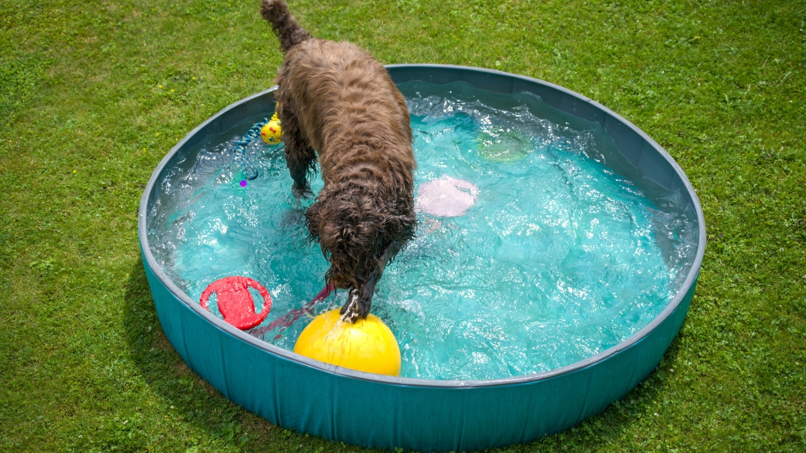Τα ιδανικά καλοκαιρινά παιχνίδια για τον σκύλο και τη γάτα σας