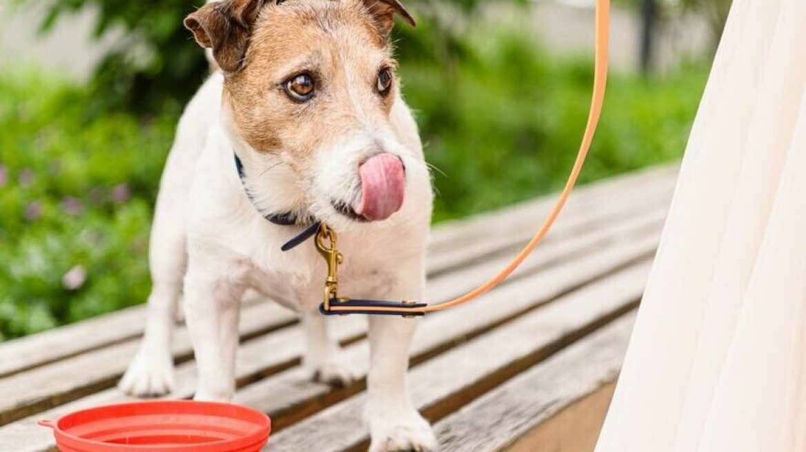 Τι μπορεί να συμβεί αν ο σκύλος σας πιει νερό από κοινόχρηστο μπολ