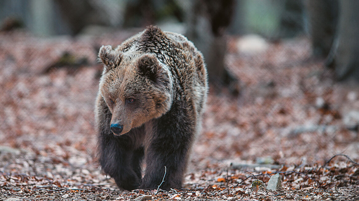 Αναστάτωση στο Ζαγόρι μετά την επίθεση της αρκούδας: «Δεν μπορούμε να περπατήσουμε στο χωριό μας»