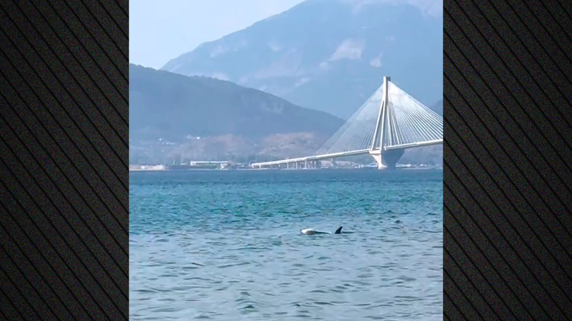 Πάτρα: Δελφίνι εμφανίστηκε στα ρηχά σε παραλία του Ρίου - Δείτε βίντεο