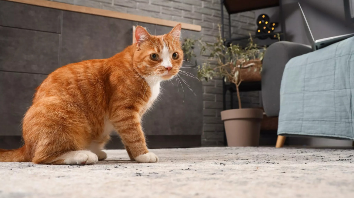 Θέλετε να μάθετε πράγματα στη γάτα σας αλλά δεν μπορείτε; Δείτε 4 λάθη που πιθανόν κάνετε