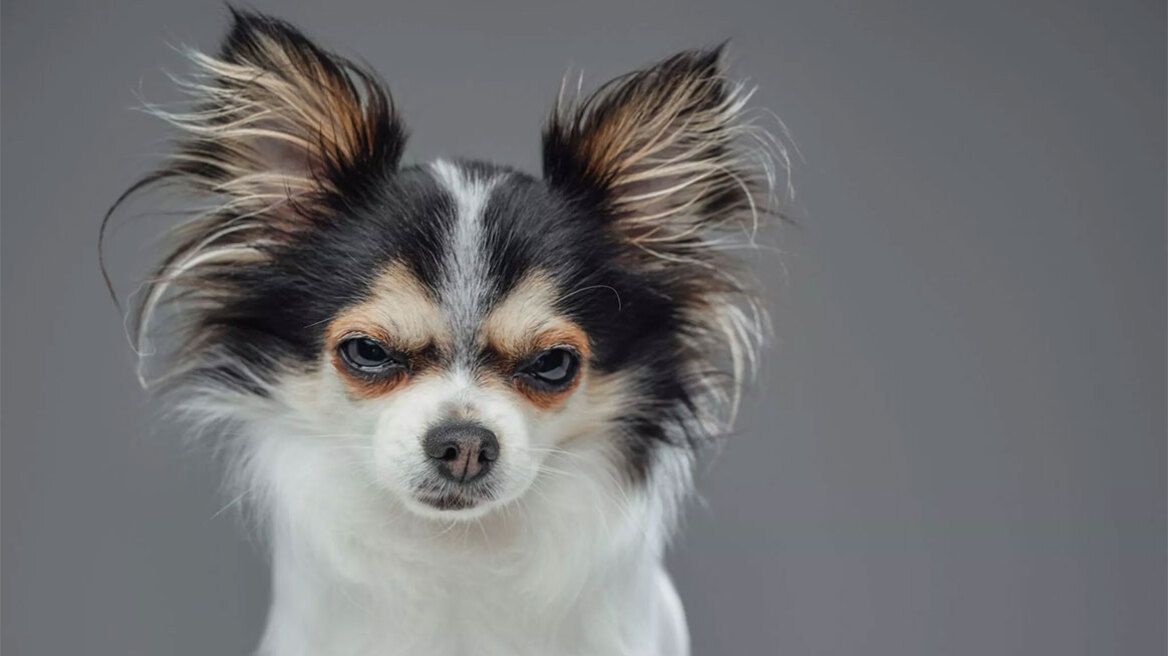 Γιατί γρυλίζει ο σκύλος σας