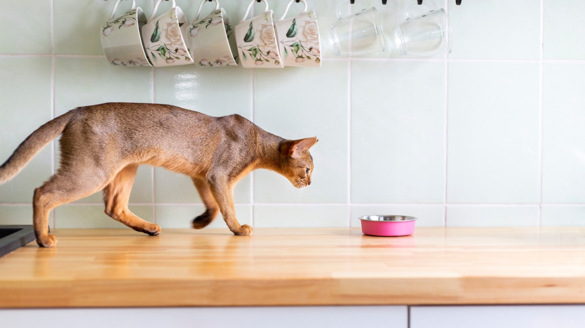 Αυτές είναι οι πιο πλήρεις υγρές τροφές για τη γάτα σας