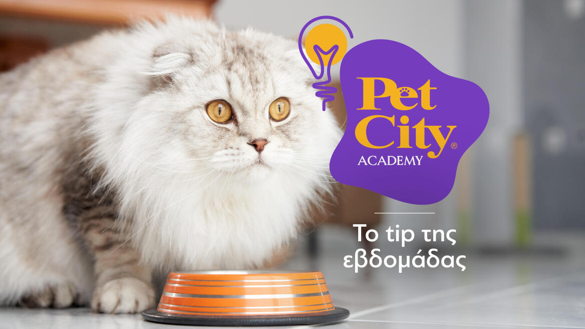 Γιατί να επιλέξετε υγρή τροφή για τη γάτα σας