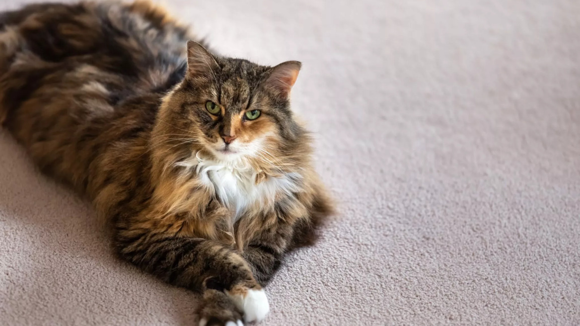 Υιοθετήσατε μια γάτα από διάσωση; 7 σημάδια που δείχνουν ότι έχει αρχίσει να σας εμπιστεύεται