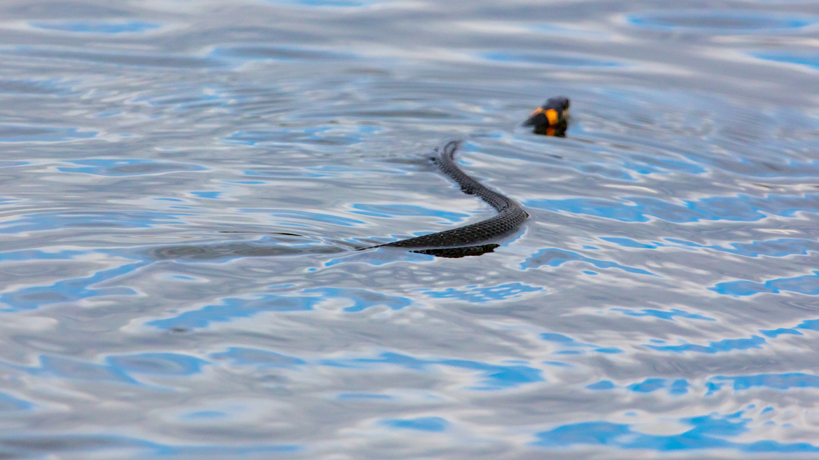 Φίδια κολυμπούν και σπέρνουν τον πανικό σε τουρίστες