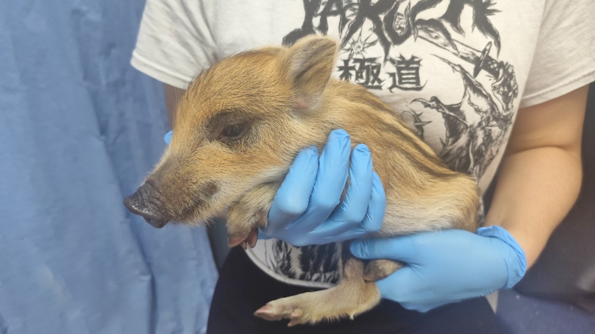 Μωρό αγριογούρουνο διασώθηκε μετά από τροχαίο