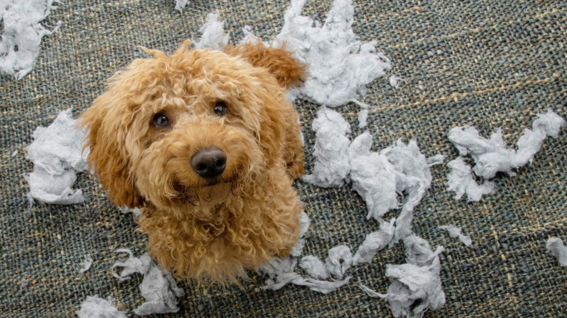 Τα πιο συχνά λάθη που γίνονται στην εκπαίδευση για το άγχος αποχωρισμού του σκύλου