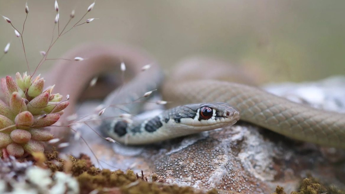 Σαΐτα: Το πιο γρήγορο φίδι της Ελλάδας που αγαπάει τα νησιά