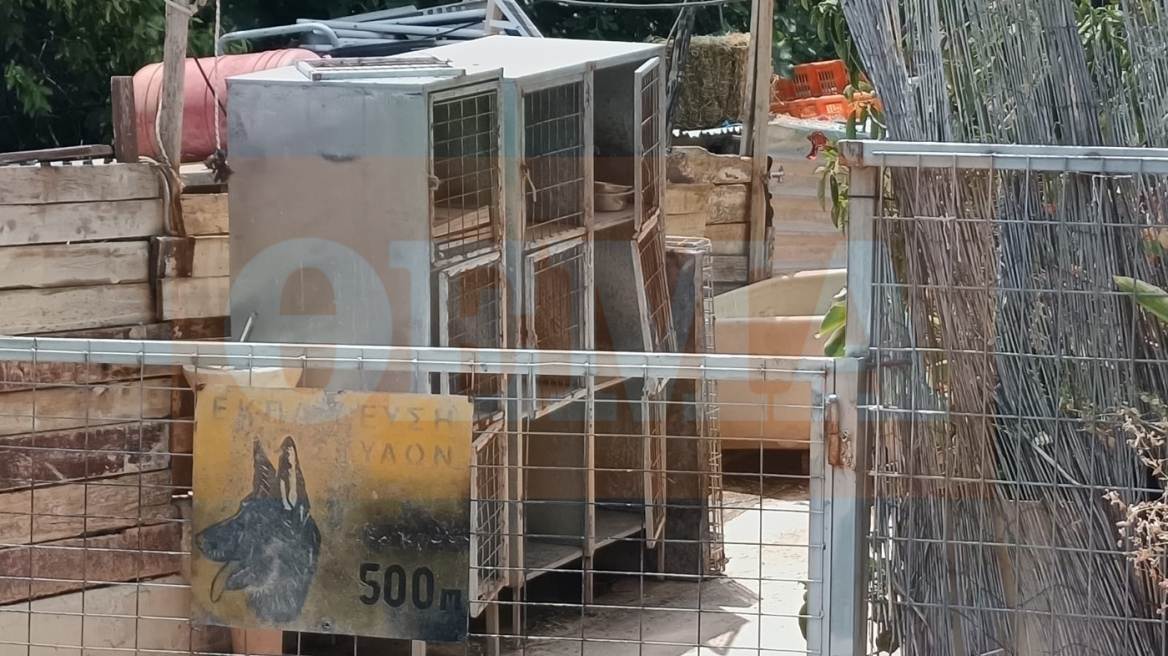 Σπάτα: Μέσω αγγελιών στο Ίντερνετ διαφήμιζαν τους σκύλους και τα άγρια πουλιά που κρατούσαν σε καταφύγιο «κολαστήριο»