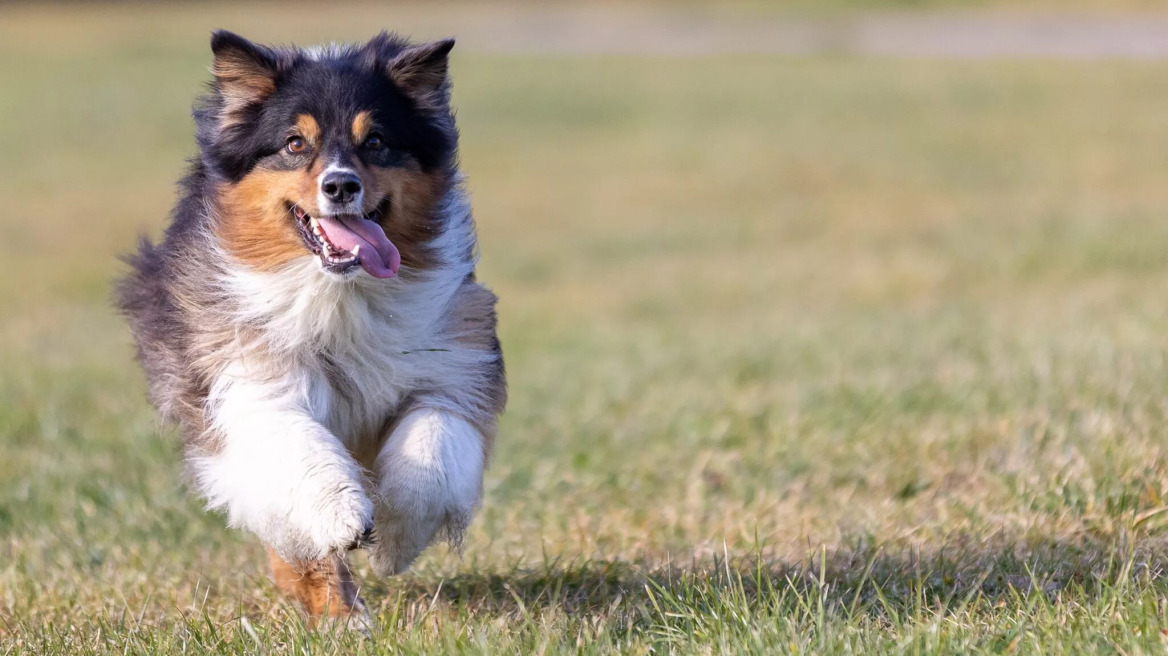 Πώς να διδάξετε με επιτυχία την εντολή “Έλα” στον σκύλο σας
