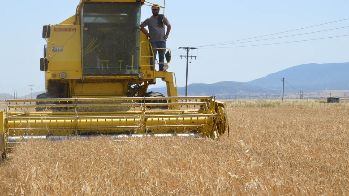 Θεσσαλικό κριθάρι και σιτάρι: Σε αποδόσεις που αγγίζουν τα επίπεδα πριν από το χτύπημα του Daniel
