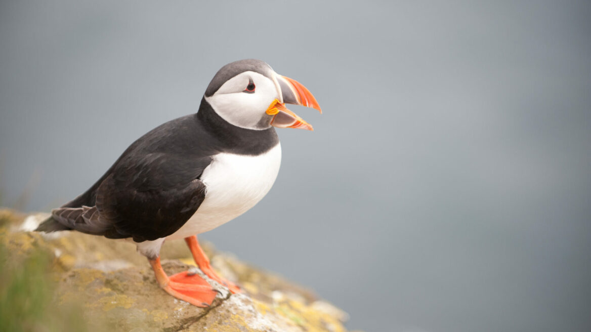 Φρατέρκουλα του Ατλαντικού: Γνωρίστε τoυς κλόουν της θάλασσας