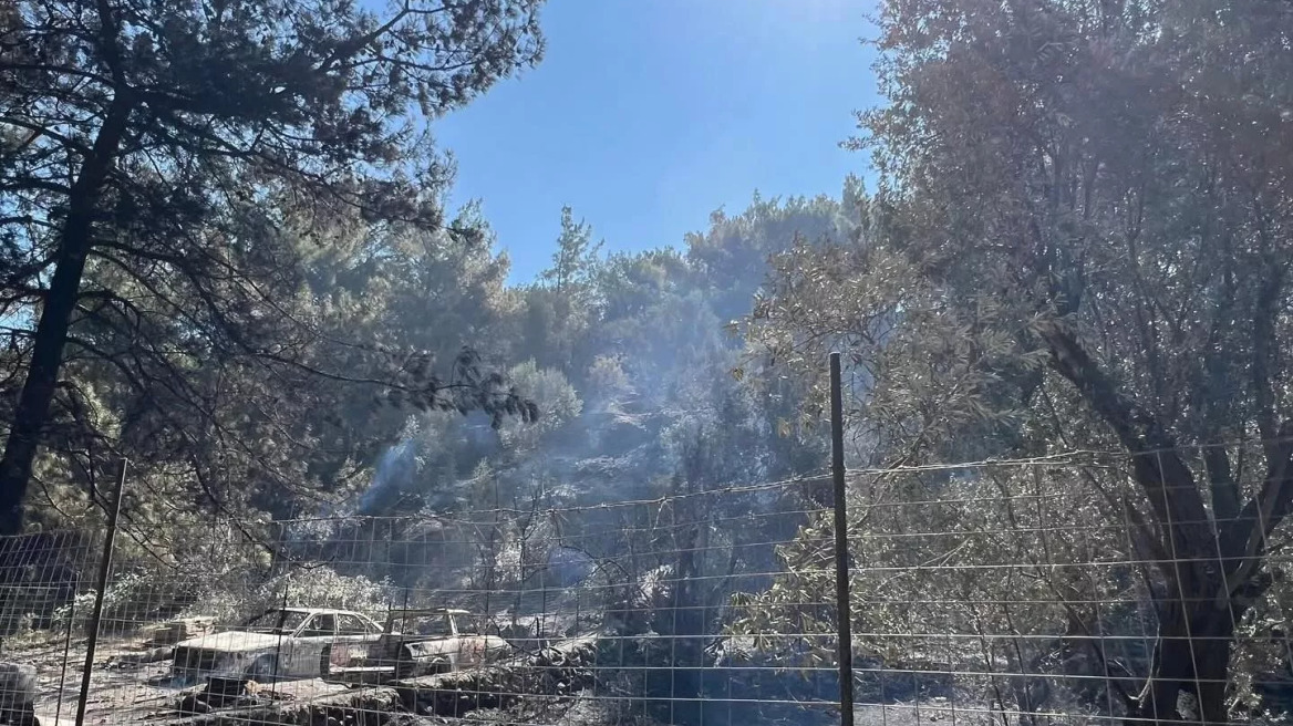 Φωτιά στη Χίο: Πώς μπορείτε να βοηθήσετε τα ανυπεράσπιστα ζώα του νησιού