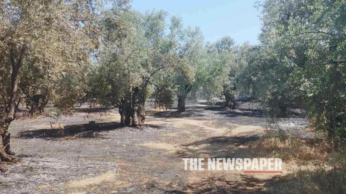Αλμυρός: Πυρκαγιά προκάλεσε ζημιές σε ελαιώνες - Την πρόλαβαν πριν φτάσει σε κατοικημένη περιοχή