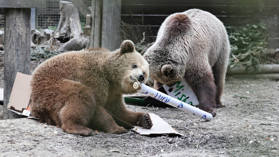 Βρετανία: Δυο αρκούδες το έσκασαν από πάρκο, μπήκαν σε αποθήκη και έφαγαν «μέλι μιας εβδομάδας»