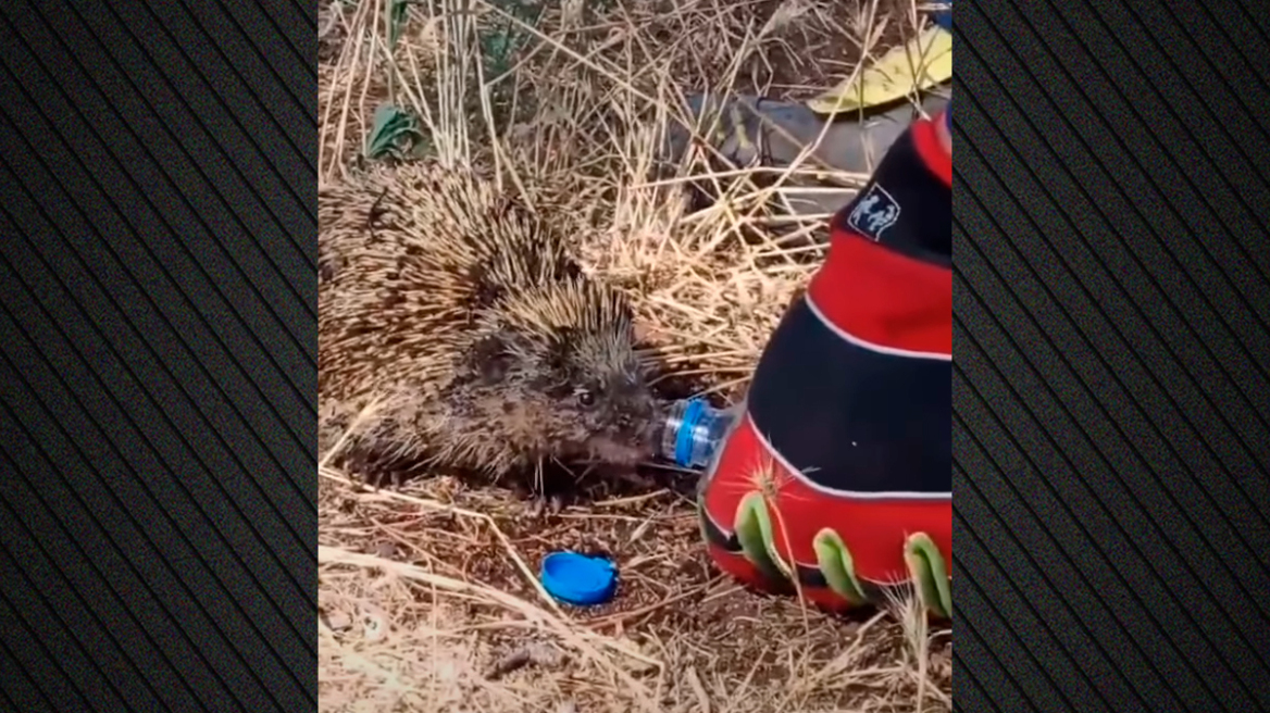 Η συγκινητική στιγμή που πυροσβέστης στο Κιλκίς δίνει νερό σε σκαντζόχοιρο μετά από πυρκαγιά