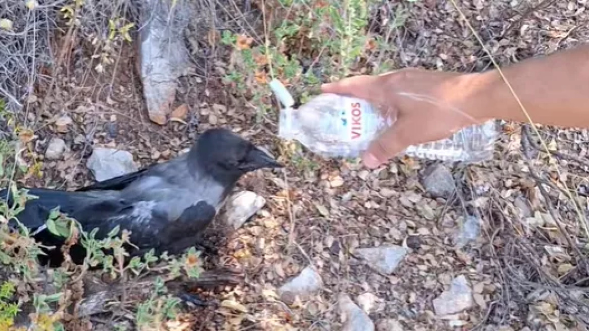 Συγκινητικό βίντεο: Κάτοικος της Χίου δίνει νερό σε κουρούνα που σώθηκε από τη φωτιά