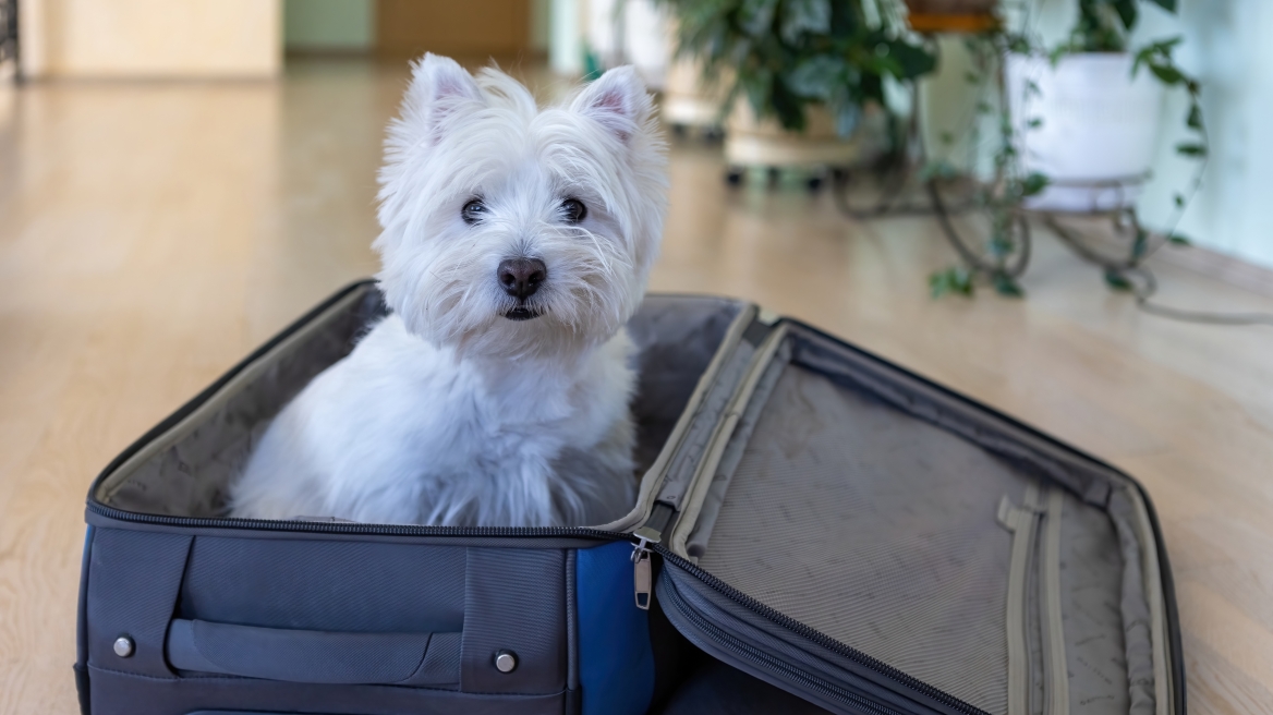 Πώς να προετοιμάσετε τον σκύλο σας για να φύγετε για διακοπές χωρίς αυτόν