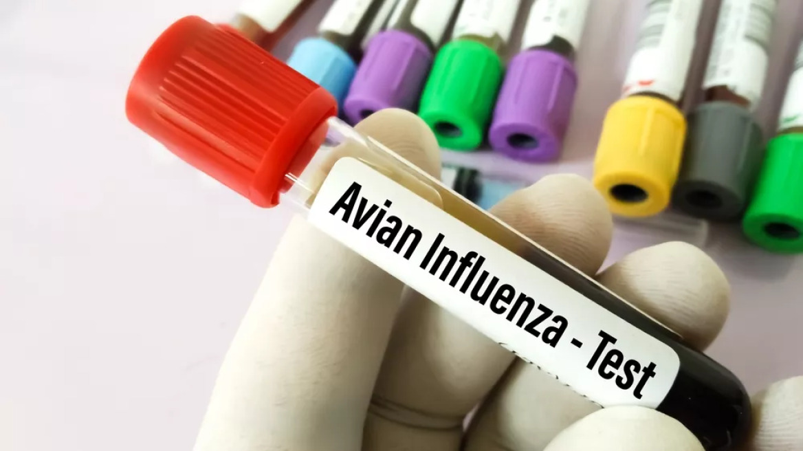 Γρίπη πτηνών: 365 νέα κρούσματα στην Ευρώπη – Η κατάσταση στην Ελλάδα
