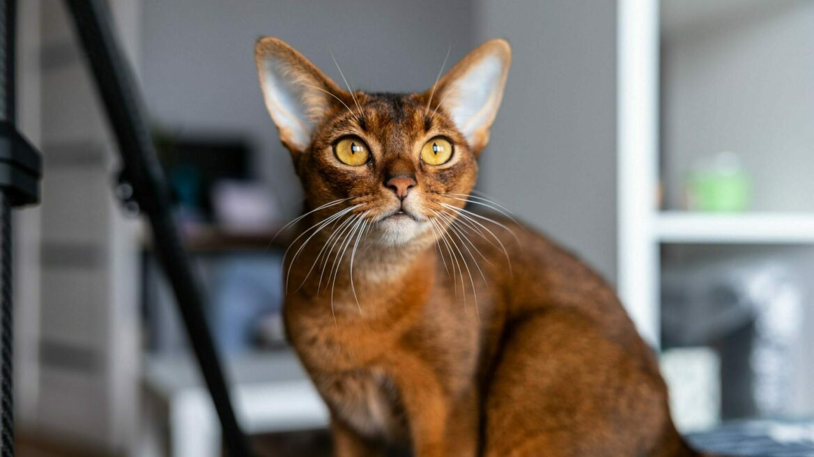 Οι 6 τρόποι με τους οποίους αντιδρούν οι γάτες όταν βλέπουν ξαφνικά κάποιο άγνωστο αντικείμενο