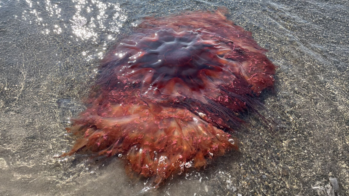 Φωτογραφία: Τεράστια μέδουσα ξεβράστηκε σε παραλία των ΗΠΑ, «μην την αγγίζετε» προειδοποιούν οι Αρχές