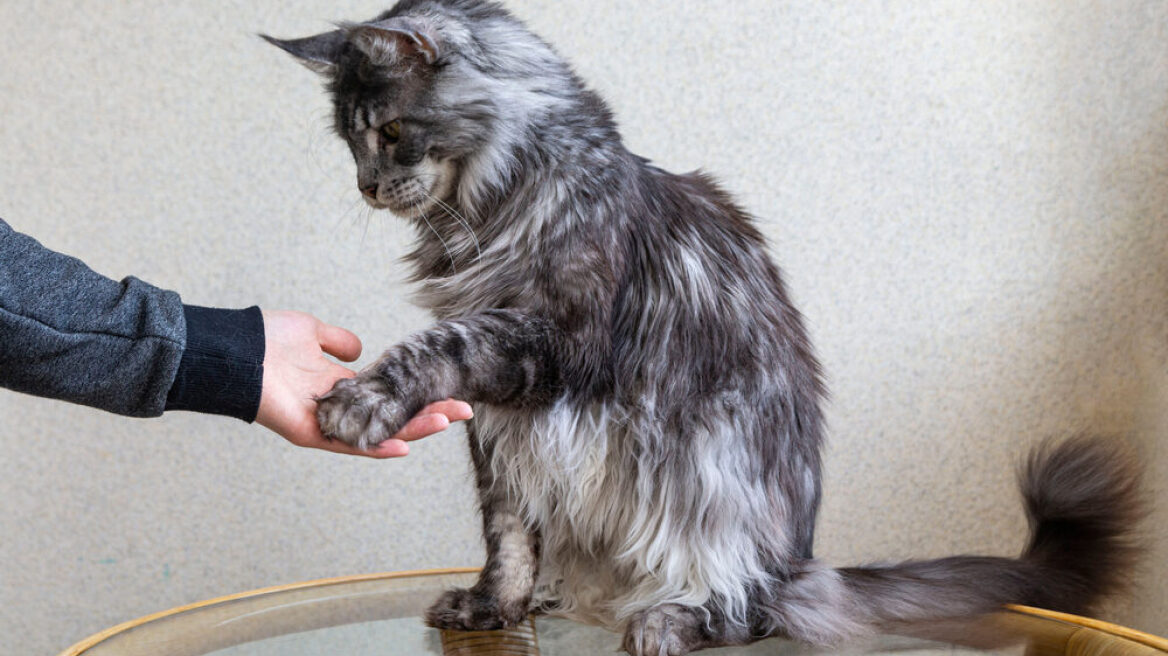 Πώς θα εκπαιδεύσετε τη γάτα σας να δίνει το πόδι της