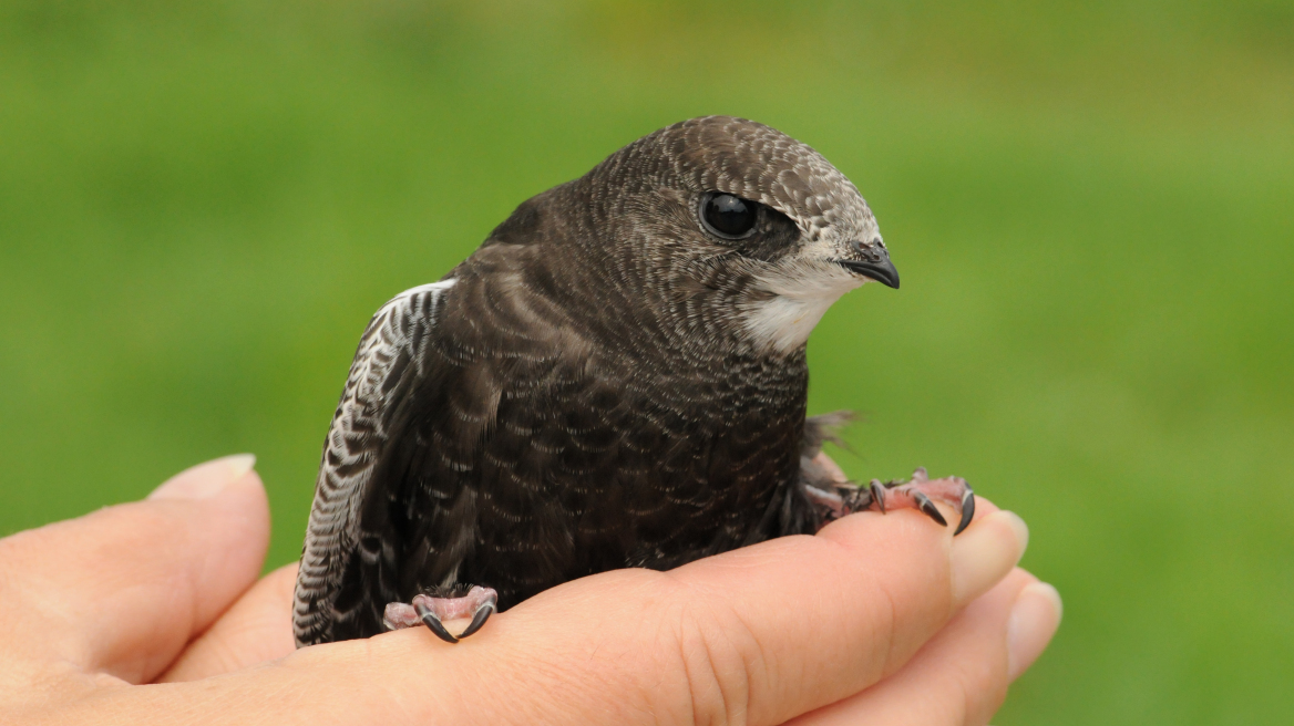 Πώς να βοηθήσετε τις σταχτάρες που πέφτουν στους δρόμους όταν έχει καύσωνα