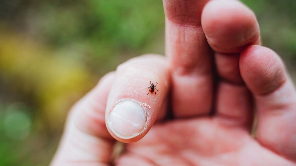 Τι είναι ο αιμορραγικός πυρετός Κριμαίας-Κονγκό – Η κατάσταση σε Ευρώπη και Ελλάδα
