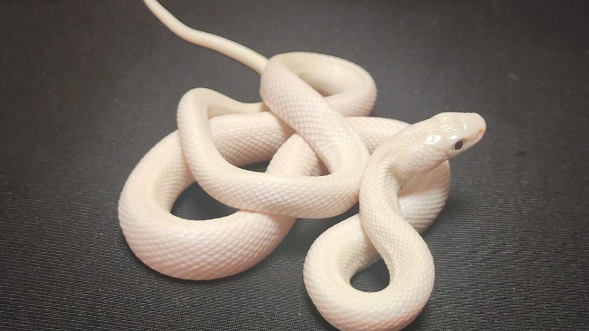 Ινδία: Οι τελωνειακές αρχές κατέσχεσαν πολλά ζωντανά φίδια που μεταφέρθηκαν παράνομα στη χώρα