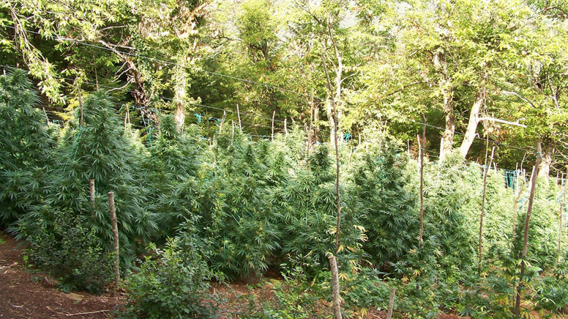 Θεσσαλονίκη: Συνελήφθησαν δύο άτομα που καλλιεργούσαν 453 δενδρύλλια κάνναβης