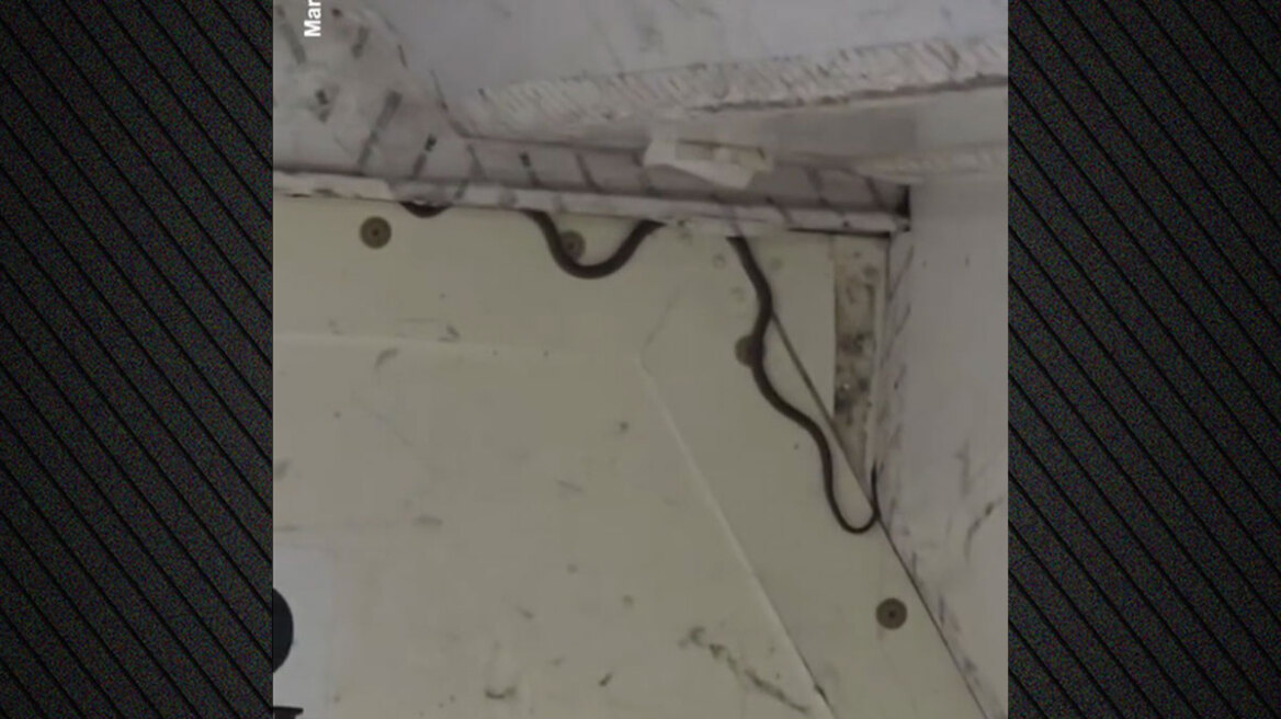 Βίντεο: Φίδι-λαθρεπιβάτης στις αποσκευές καθυστερεί πτήση στην Αυστραλία