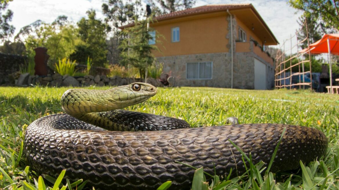 Τι προσελκύει τα φίδια σε μια αυλή – Δείτε τι πρέπει να αποφύγετε