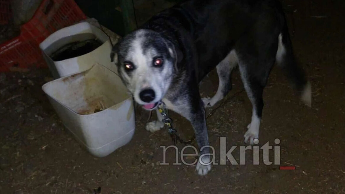 Καταγγελία για σοβαρή κακοποίηση ζώων στην Κρήτη - Σκυλιά νηστικά και αλυσοδεμένα χωρίς καθαρό νερό