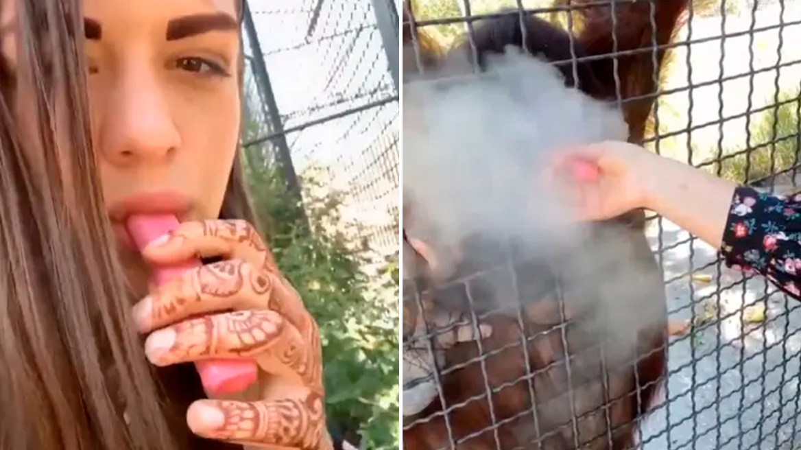 Οργή για 24χρονη Ρωσίδα μποξέρ που έδωσε ηλεκτρονικό τσιγάρο σε ουρακοτάγκο - «Η γενιά των ανόητων»
