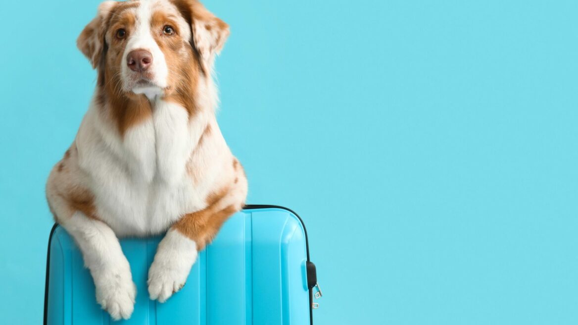 3 προτάσεις για να αφήσετε τον σκύλο σας όταν πάτε διακοπές- Τι πρέπει να προσέξετε