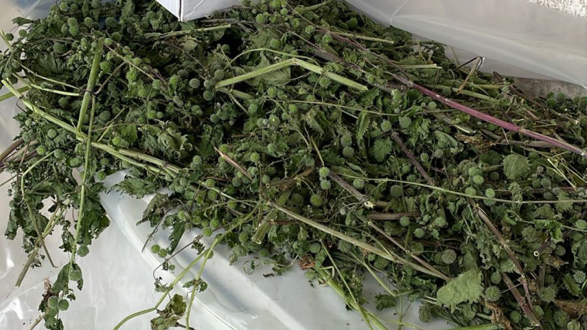 Ρέθυμνο: Εντοπίστηκαν 19 φυτείες δενδρυλλίων κάνναβης και κατασχέθηκαν συνολικά 147 δενδρύλλια 