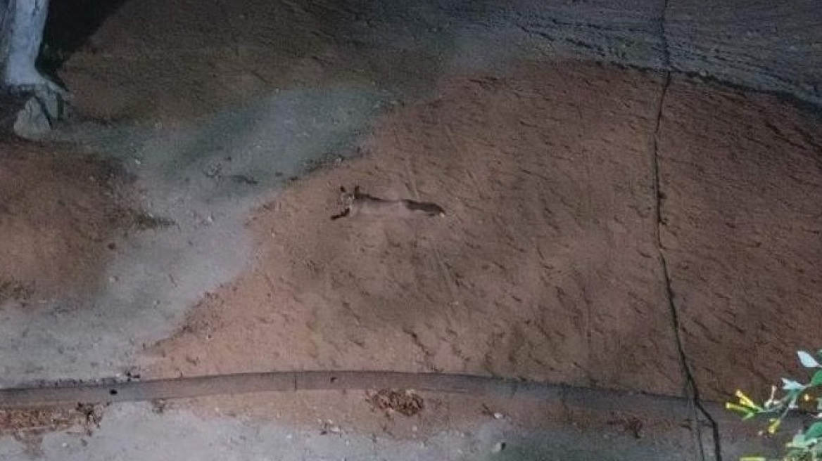Αλεπουδάκι έφτασε στο κέντρο της Αθήνας και περιφερόταν στον Εθνικό Κήπο φωτος Αλεπουδάκι έφτασε στο κέντρο της Αθήνας και περιφερόταν στον Εθνικό Κήπο φωτος