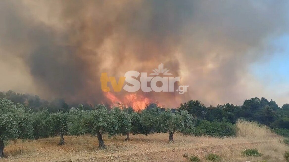 Οριοθετήθηκε η φωτιά στη Λάρυμνα Φθιώτιδας - Επιχειρεί η Πυροσβεστική, σηκώθηκαν έξι εναέρια