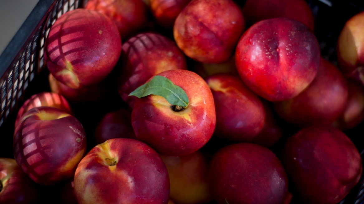 Τύρναβος: «Έγδυσαν» χωράφι από 7,5 τόνους νεκταρίνια - 10.000 ευρώ η ζημιά για τον αγρότη