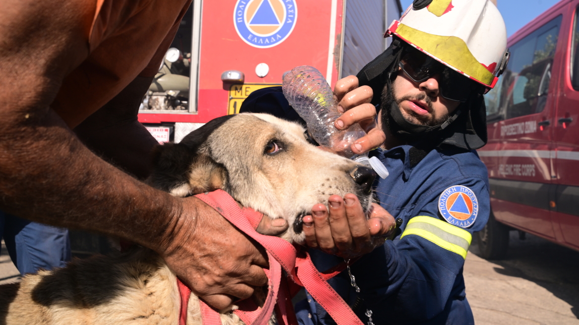 Περιέθαλψαν τουλάχιστον 22 οικόσιτα ζώα που κινδύνευσαν και ταλαιπωρήθηκαν στη φωτιά στο Πικέρμι - Δείτε βίντεο και φωτογραφίες