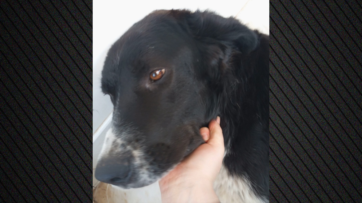 Φωτιά στο Πικέρμι: Αγωνιώδης έκκληση κοπέλας για τον χαμένο σκύλο της, τον Τζακ