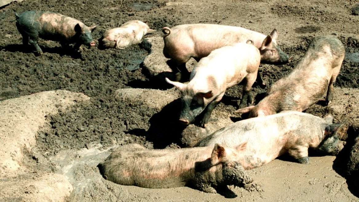 Επιβεβαιώθηκε κρούσμα αφρικανικής πανώλης των χοίρων στις Σέρρες - Σε κόκκινο συναγερμό όλες οι Περιφέρειες της χώρας
